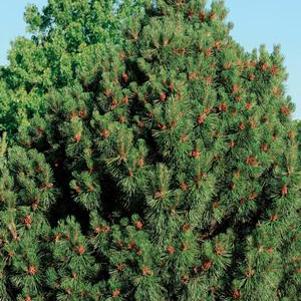 Pinus mugo 'Big Tuna'