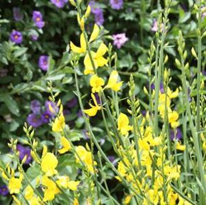 Spartium junceum 'Spanish Broom'