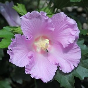 Hibiscus x syriacus 'Rosina'