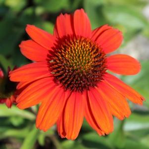 Echinacea x 'TNECHKIO'