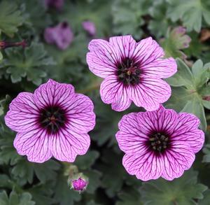 Geranium cinereum 'Ballerina'