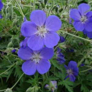 Geranium x 'Johnson's Blue'