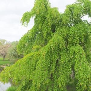 Cercidiphyllum japonicum 'Morioka Weeping'