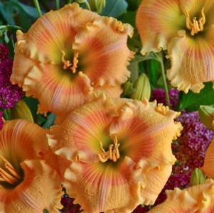 Hemerocallis x 'Orange Smoothie'