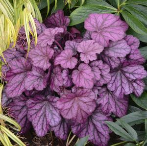 Heuchera x 'Wild Rose'