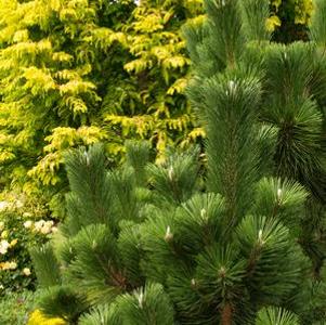 Pinus thunbergiana 'Thunderhead'