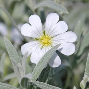 Cerastium tomentosum 'Snow in Summer'