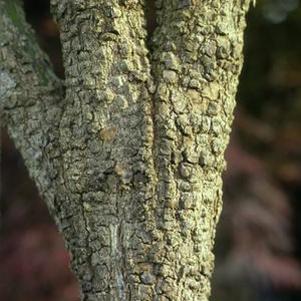 Acer palmatum 'Ara kawa'
