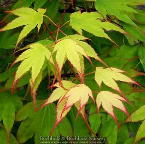 Acer palmatum 'Tsuma Gaki'