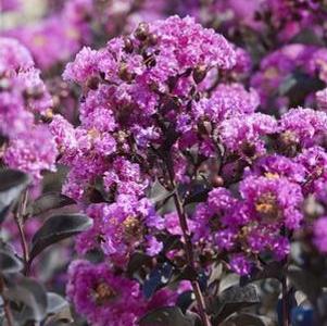 Lagerstroemia x '18Li'