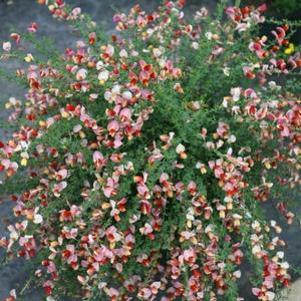 Cytisus scoparius 'SMNCSDRY'