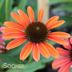 Echinacea x 'Rainbow Marcella'