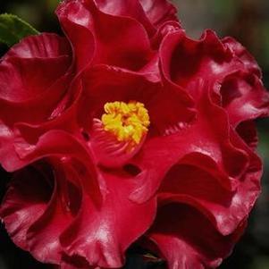 Camellia japonica 'Black Magic'