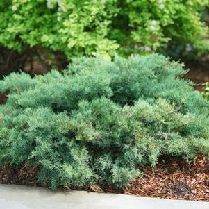 Juniperus chinensis 'SMNJCHM'