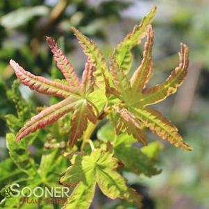 Acer palmatum 'Radiant'