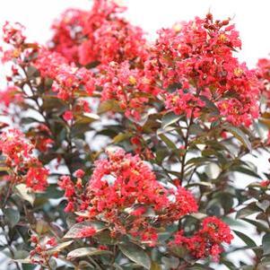 Lagerstroemia indica 'SMNLIMG'