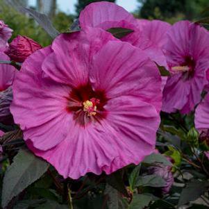 Hibiscus x 'Berry Awesome'