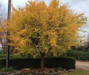 Ulmus parvifolia 'Golden Rey'