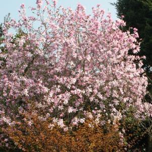Magnolia kobus var. loebneri 'Leonard Messel'