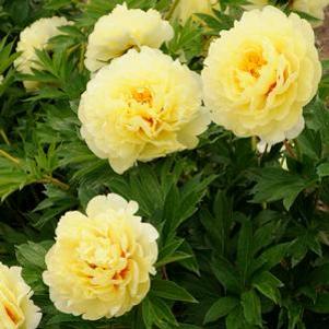 Paeonia x 'Bartzella'