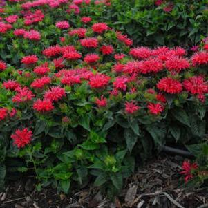 Monarda didyma 'Pardon My Cerise'