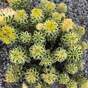 Sedum takesimense 'Nonsitnal'