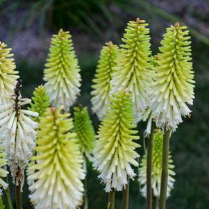 Kniphofia x 'Lady Luck'
