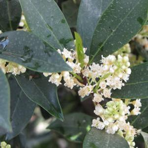 Prunus caroliniana 'Greevbrite'