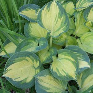 Hosta x 'Beach Boy'