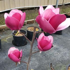 Magnolia x 'Cameo'