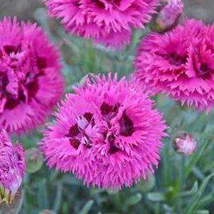 Dianthus x 'Spiked Punch'