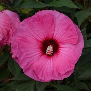 Hibiscus x 'Candy Crush'