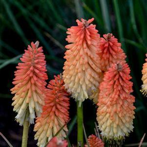 Kniphofia x 'Hot and Cold'