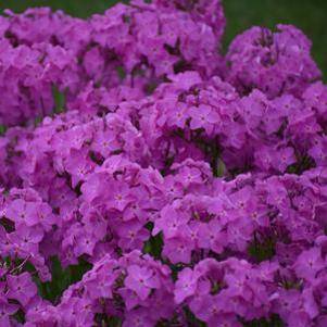 Phlox x 'Opening Act Ultrapink'