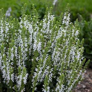 Salvia nemerosa 'White Profusion'