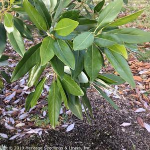 Magnolia virginiana var. australis 'Northern Belle'