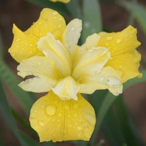 Iris siberica 'Sunfisher'
