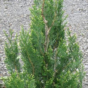 Thuja plicata 'RLH-CS'