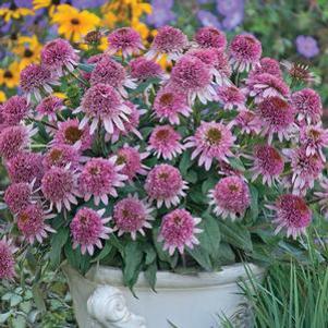 Echinacea purpurea 'Cone-fections Butterfly Kisses'