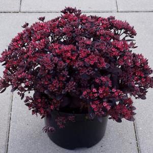 Sedum 'Plum Dazzled'