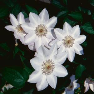 Clematis x 'Henryi'