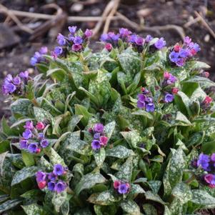 Pulmonaria x 'Spot On'