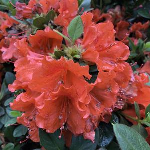 Rhododendron azalea 'NCRX6'