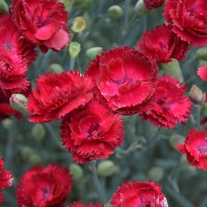 Dianthus x 'Electric Red'