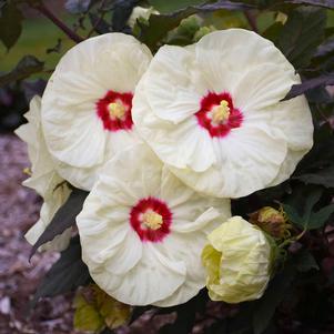 Hibiscus x 'French Vanilla'