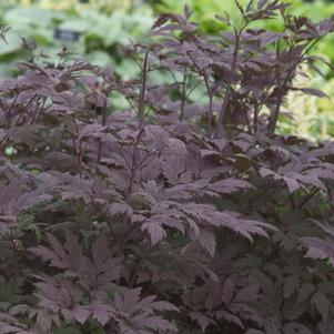 Cimicifuga ramosa 'Hillside Black Beauty'