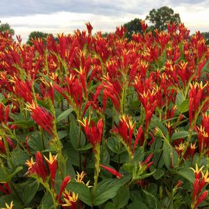 Spigelia marilandica 'Little Redhead'