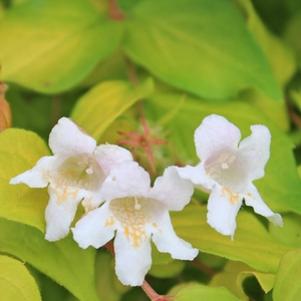 Kolkwitzia amabilis 'Maradco'
