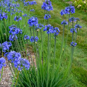 Agapanthus x 'Galaxy Blue'