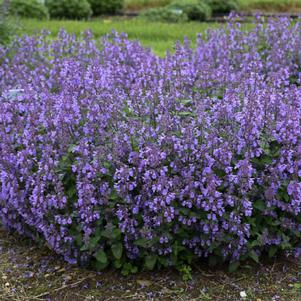 Nepeta x 'Picture Purrfect'